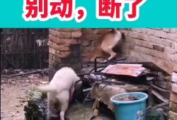 搞笑爆料的视频大全,让你笑到肚子疼